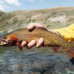 colorado mt massive lake cutthroat 10